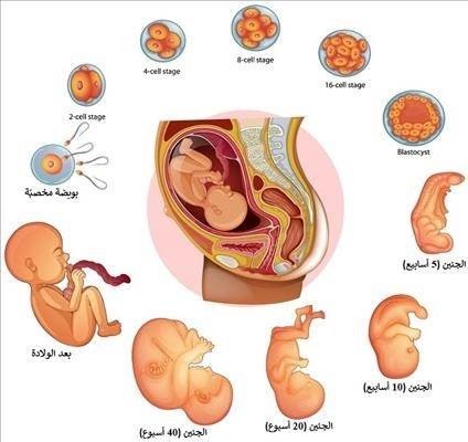 Pregnancy Survival Guide: Science-Backed Tips for a Safer Journey