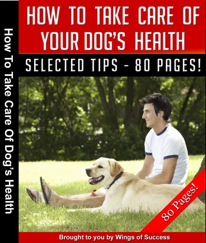 How To Take Care Of Your Dog’s Health