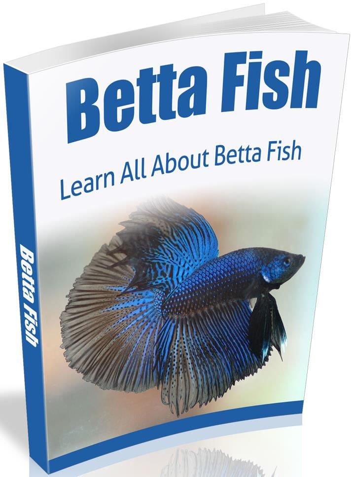 Betta Fish Learn All About Betta Fish