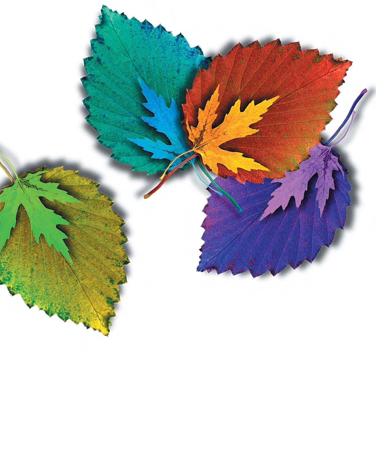 How to Differentiate Instruction in Mixed Ability Classrooms, 2nd