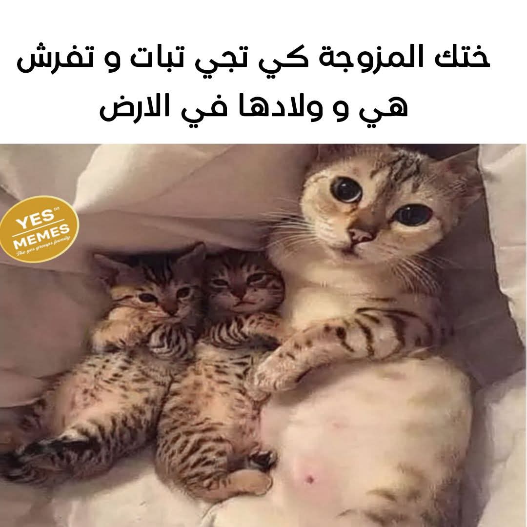 معاينة الكتاب